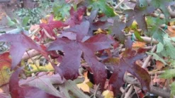 Amberboom Als Leivorm (Liquidambar Styraciflua 'Worplesdon')