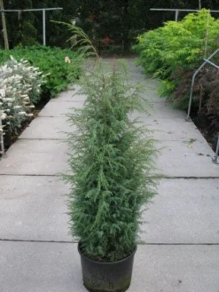 Jeneverbes (Juniperus Communis 'Hibernica') -Goedkope DirectPlant winkel 20120215132223 7
