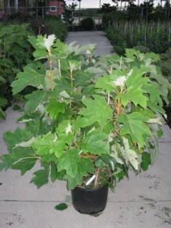 Eikenbladhortensia (Hydrangea Quercifolia) -Goedkope DirectPlant winkel 20120215133849 6