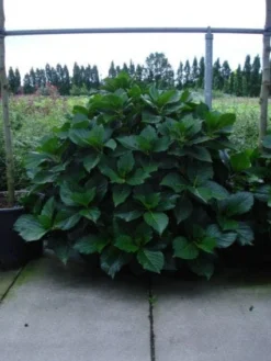 Seringhortensia (Hydrangea Macrophylla 'Ayesha') -Goedkope DirectPlant winkel 20120215134722 2