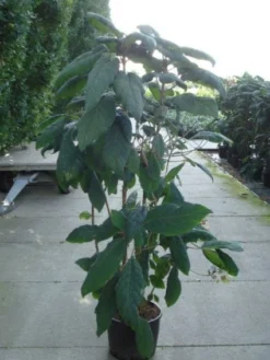 Fluweelhortensia (Hydrangea Aspera 'Macrophylla') -Goedkope DirectPlant winkel 20120215134833 6