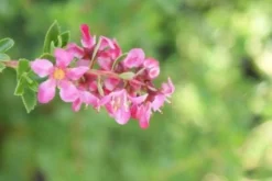 Escallonia (Escallonia 'Red Dream') -Goedkope DirectPlant winkel 20120216094209 3