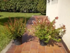 Abelia (Abelia Grandiflora) -Goedkope DirectPlant winkel 20120216112539 9