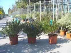 Abelia (Abelia Grandiflora) -Goedkope DirectPlant winkel 20120216112651 9