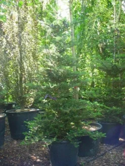 Koreaanse Zilverspar (Abies Koreana) -Goedkope DirectPlant winkel 20120216113327 6