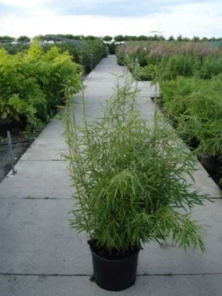 Niet Woekerende Bamboe (Fargesia Robusta) -Goedkope DirectPlant winkel 20120217133816 5