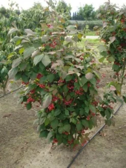 Goedkope DirectPlant winkel -Goedkope DirectPlant winkel 20120217134911 5