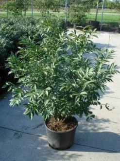 Kardinaalshoed (Euonymus Alatus 'Compactus') -Goedkope DirectPlant winkel 20120217135206 12