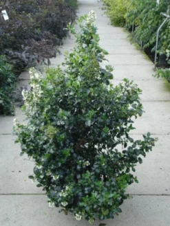 Escallonia (Escallonia 'Iveyi') -Goedkope DirectPlant winkel 20120217135540 3