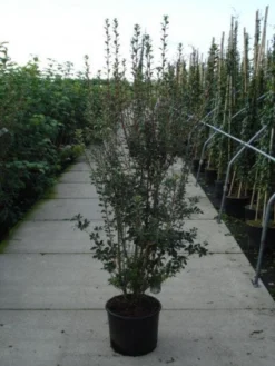 Goedkope DirectPlant winkel -Goedkope DirectPlant winkel 20120217135630 6