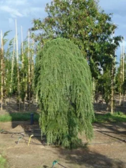 Treurceder (Cedrus Deodara 'Pendula') -Goedkope DirectPlant winkel 20120218104745 13