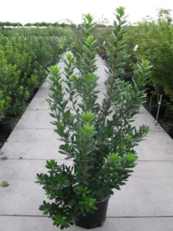 Aardbeiboom Als Struik (Arbutus Unedo) -Goedkope DirectPlant winkel 20120218111141 7