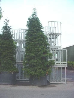 Nordmann-spar (Abies Nordmanniana) -Goedkope DirectPlant winkel 20120219160007 21