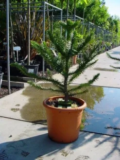 Apeboom (Araucaria Araucana) -Goedkope DirectPlant winkel 20120220101040 17