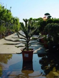 Apeboom (Araucaria Araucana) -Goedkope DirectPlant winkel 20120220101108 17
