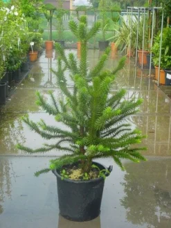 Apeboom (Araucaria Araucana) -Goedkope DirectPlant winkel 20120220101134 17