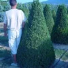 Buxus Als Pyramide (Buxus Sempervirens)