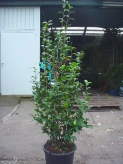 Camelia (Camellia, Rood) -Goedkope DirectPlant winkel 20120220112520 60 12