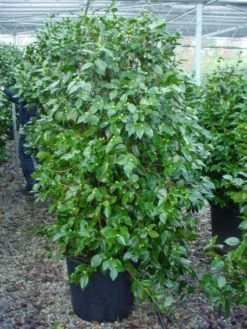 Camelia (Camellia, Rood) -Goedkope DirectPlant winkel 20120220112609 60 12