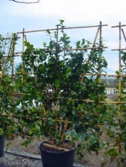 Camelia Als Leivorm (Camellia Japonica) 9 Camelia Als Leivorm (Camellia Japonica) -Goedkope DirectPlant winkel 20120220112828 2