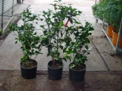 Camelia (Camellia, Rood) -Goedkope DirectPlant winkel 20120220112914 60 12