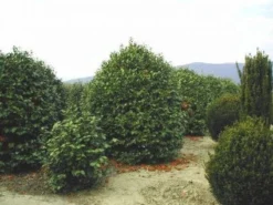 Camelia (Camellia, Rood) -Goedkope DirectPlant winkel 20120220113515 24 12 12