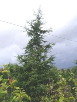 Libanonceder (Cedrus Libani) -Goedkope DirectPlant winkel 20120220143307 17