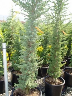 Zuilvormige Ceder (Cedrus Libani 'Fastigiata') 24 Zuilvormige Ceder (Cedrus Libani 'Fastigiata') -Goedkope DirectPlant winkel 20120220143513 10 1