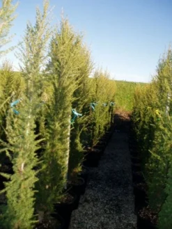 Zuilvormige Ceder (Cedrus Libani 'Fastigiata') 23 Zuilvormige Ceder (Cedrus Libani 'Fastigiata') -Goedkope DirectPlant winkel 20120220143559 10 1