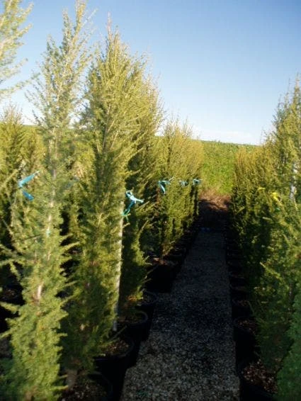 Zuilvormige Ceder (Cedrus Libani 'Fastigiata') 2 Zuilvormige Ceder (Cedrus Libani 'Fastigiata') - Afbeelding 2