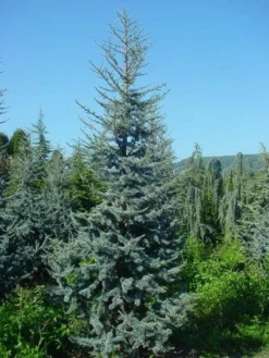 Atlasceder (Cedrus Libani 'Glauca') 12 Atlasceder (Cedrus Libani 'Glauca') -Goedkope DirectPlant winkel 20120220143717 23