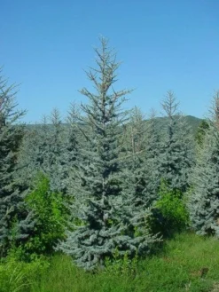 Atlasceder (Cedrus Libani 'Glauca') 13 Atlasceder (Cedrus Libani 'Glauca') -Goedkope DirectPlant winkel 20120220143808 23