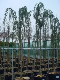 Treurceder Als Boom (Cedrus Libani 'Glauca Pendula') -Goedkope DirectPlant winkel 20120220143948 9