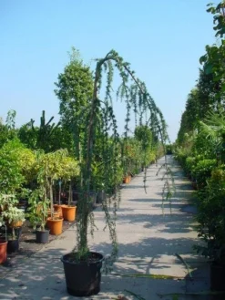 Treurceder Als Boom (Cedrus Libani 'Glauca Pendula') -Goedkope DirectPlant winkel 20120220144034 9