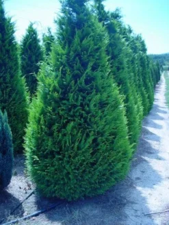 Gele Haagconifeer (Chamaecyparis Lawsoniana 'Ivonne') -Goedkope DirectPlant winkel 20120220145114 7