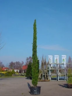 Italiaanse Cypres (Cupressus Sempervirens 'Stricta') -Goedkope DirectPlant winkel 20120220154131 15