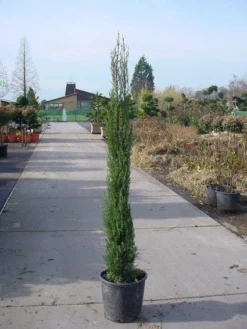 Italiaanse Cypres (Cupressus Sempervirens 'Stricta') -Goedkope DirectPlant winkel 20120220154241 15