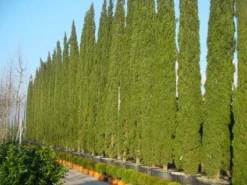 Italiaanse Cypres (Cupressus Sempervirens 'Stricta') -Goedkope DirectPlant winkel 20120220154406 15