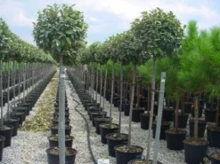 Olijfwilg Als Boom (Elaeagnus Pungens 'Maculata') -Goedkope DirectPlant winkel 20120220160404 8