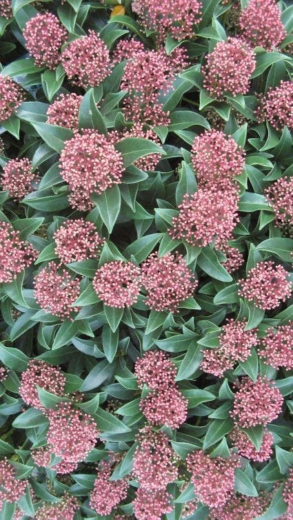 Skimmia (Skimmia Japonica 'Rubella') 1 Skimmia (Skimmia Japonica 'Rubella')