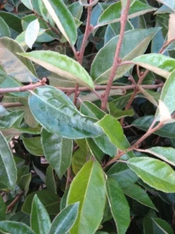 Olijfwilg Als Leivorm (Elaeagnus Ebbingei) 12 Olijfwilg Als Leivorm (Elaeagnus Ebbingei) -Goedkope DirectPlant winkel 20120225093026 2 1