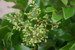 Liguster Op Stam (Ligustrum Japonicum 'Texanum') 8 Liguster Op Stam (Ligustrum Japonicum 'Texanum') -Goedkope DirectPlant winkel 20120225094531 2