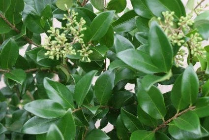 Liguster Op Stam (Ligustrum Japonicum 'Texanum') 1 Liguster Op Stam (Ligustrum Japonicum 'Texanum')