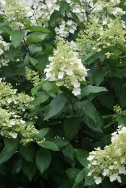 Pluimhortensia (Hydrangea Paniculata 'Unique') -Goedkope DirectPlant winkel 20120225112804 5