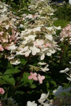 Pluimhortensia (Hydrangea Paniculata 'Unique') -Goedkope DirectPlant winkel 20120225112900 5