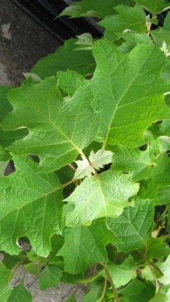 Eikenbladhortensia (Hydrangea Quercifolia) -Goedkope DirectPlant winkel 20120225121709 6