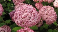 Hortensia (Hydrangea 'Pink Annabelle') -Goedkope DirectPlant winkel 20120225121833 1