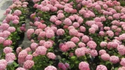 Hortensia (Hydrangea 'Pink Annabelle') -Goedkope DirectPlant winkel 20120225121900 1
