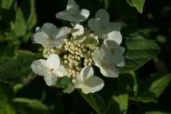 Pluimhortensia (Hydrangea Paniculata 'Dart's Little Dot') -Goedkope DirectPlant winkel 20120225125718 4