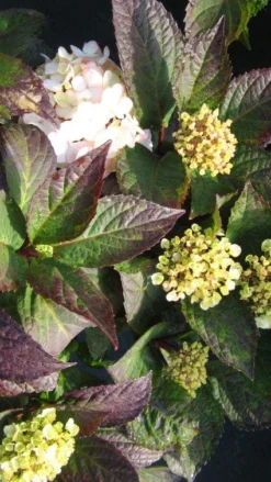 Hortensia (Hydrangea 'Preziosa') -Goedkope DirectPlant winkel 20120225171730 2